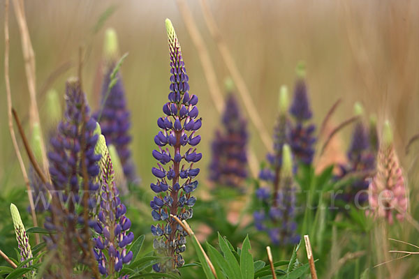 Stauden-Lupine (Lupinus polyphyllus)