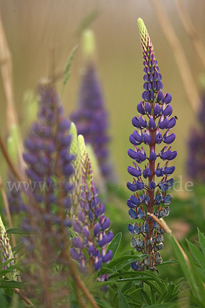 Stauden-Lupine (Lupinus polyphyllus)