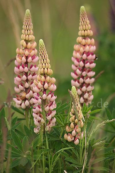 Stauden-Lupine (Lupinus polyphyllus)