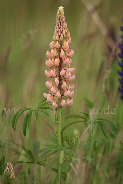 Stauden-Lupine (Lupinus polyphyllus)