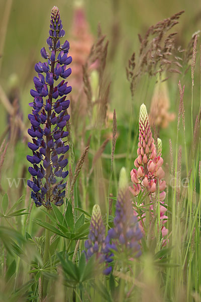 Stauden-Lupine (Lupinus polyphyllus)