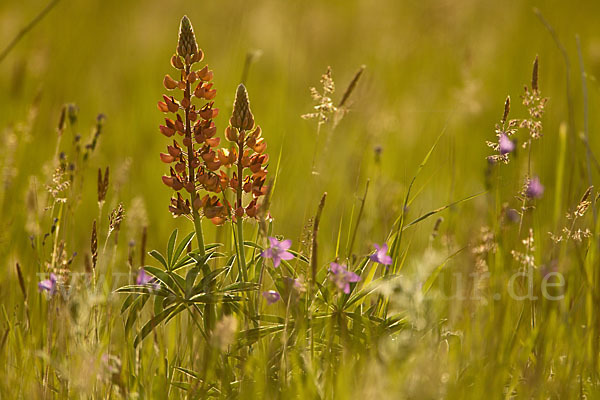 Stauden-Lupine (Lupinus polyphyllus)