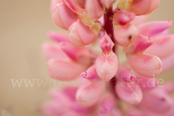 Stauden-Lupine (Lupinus polyphyllus)