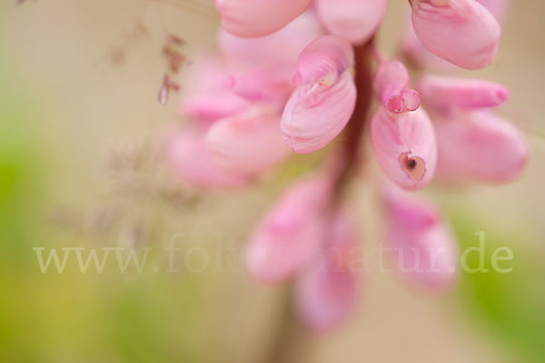 Stauden-Lupine (Lupinus polyphyllus)