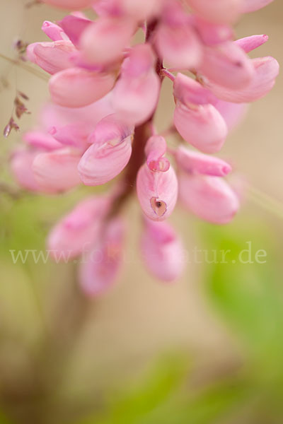 Stauden-Lupine (Lupinus polyphyllus)