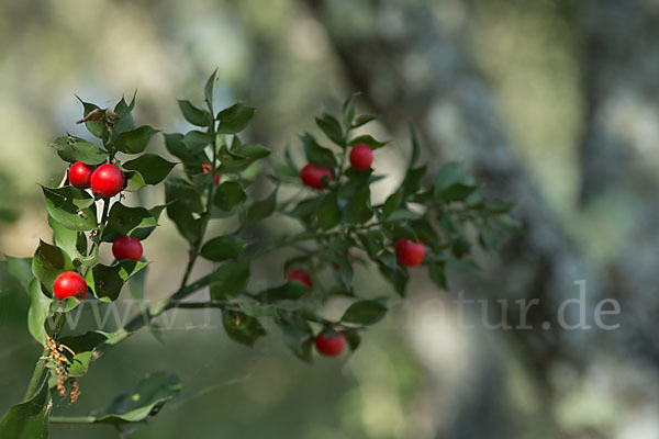 Stechende Mäusedorn (Ruscus aculeatus)