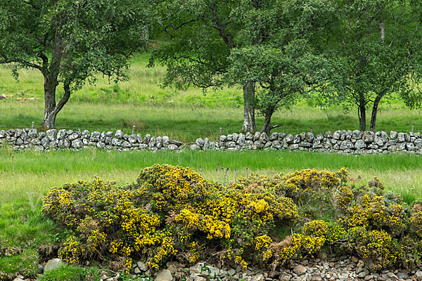 Stechginster (Ulex europaeus)