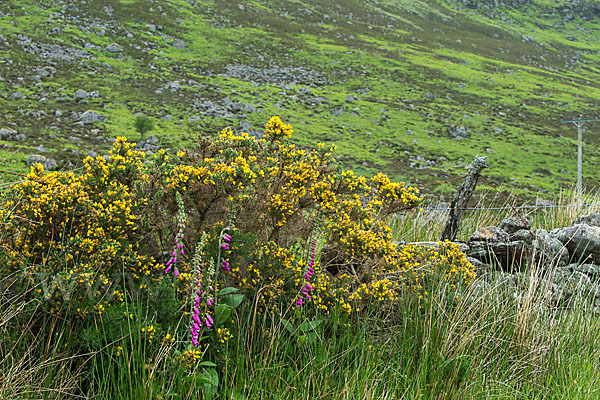 Stechginster (Ulex europaeus)