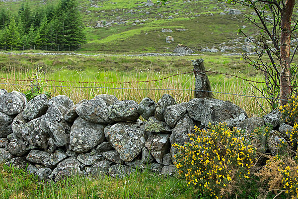 Stechginster (Ulex europaeus)