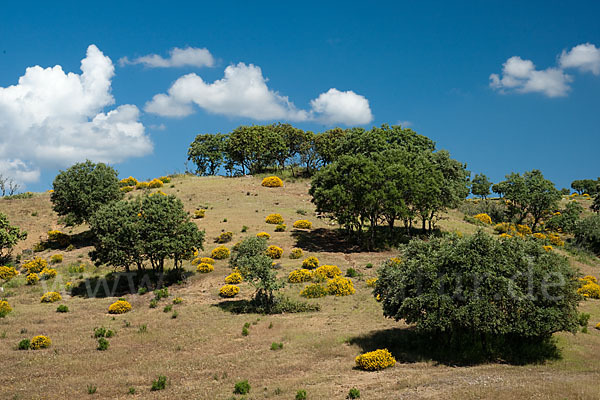 Stechginster (Ulex europaeus)