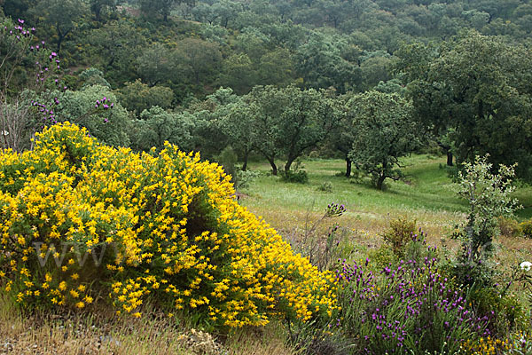 Stechginster (Ulex europaeus)