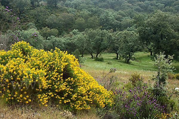 Stechginster (Ulex europaeus)