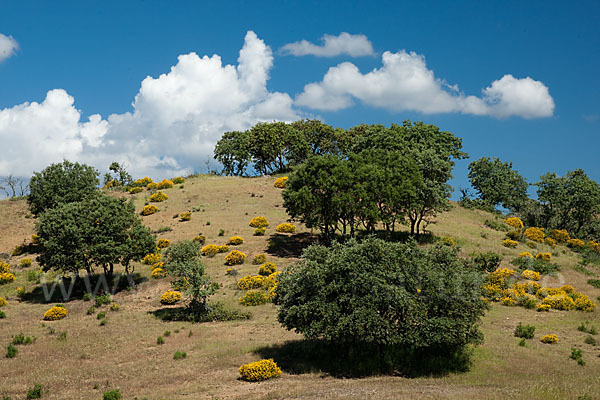 Stechginster (Ulex europaeus)