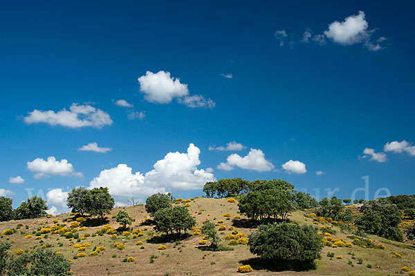 Stechginster (Ulex europaeus)