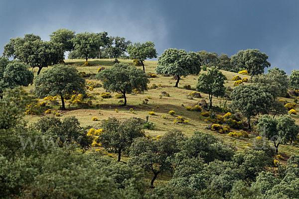 Stechginster (Ulex europaeus)