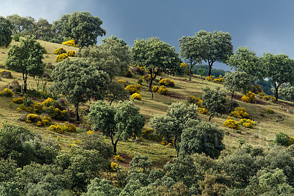 Stechginster (Ulex europaeus)