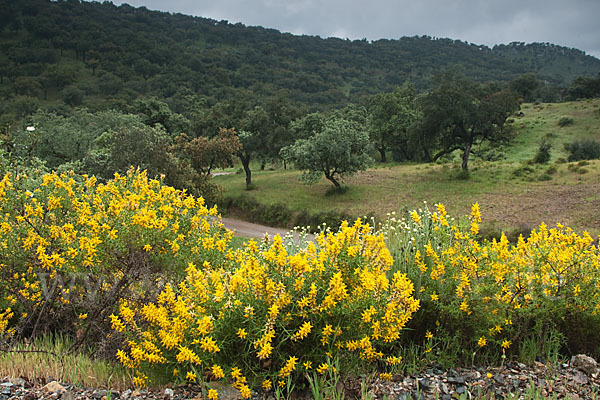 Stechginster (Ulex europaeus)