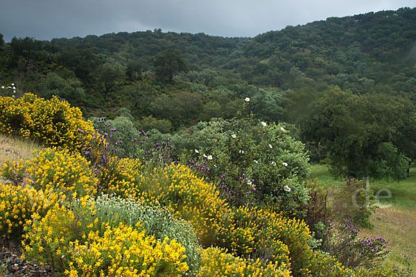 Stechginster (Ulex europaeus)