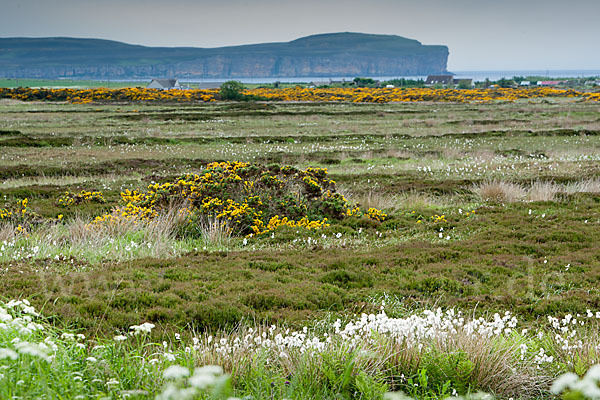 Stechginster (Ulex europaeus)