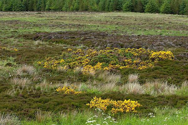 Stechginster (Ulex europaeus)