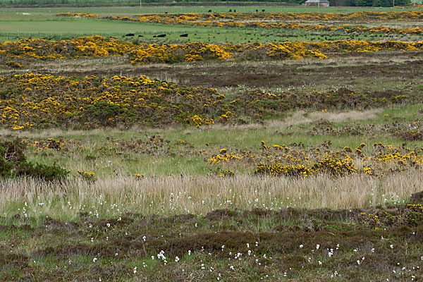 Stechginster (Ulex europaeus)