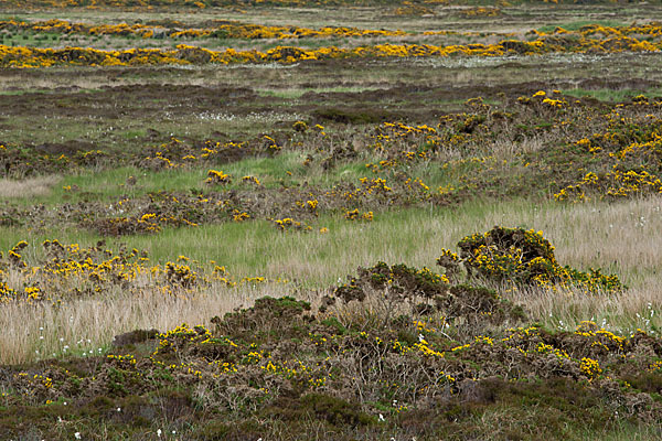 Stechginster (Ulex europaeus)