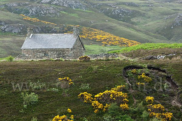 Stechginster (Ulex europaeus)