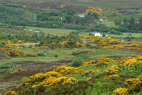 Stechginster (Ulex europaeus)