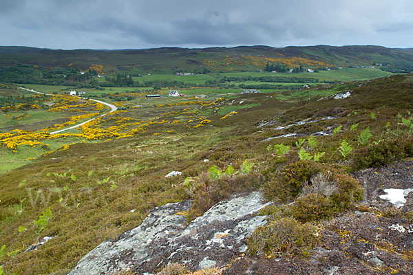 Stechginster (Ulex europaeus)