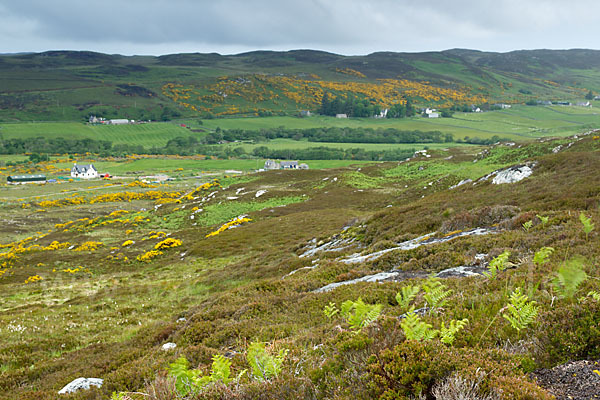 Stechginster (Ulex europaeus)