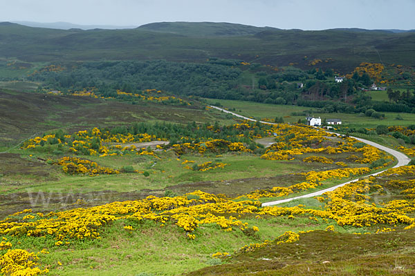 Stechginster (Ulex europaeus)