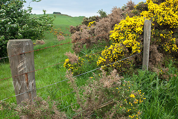 Stechginster (Ulex europaeus)