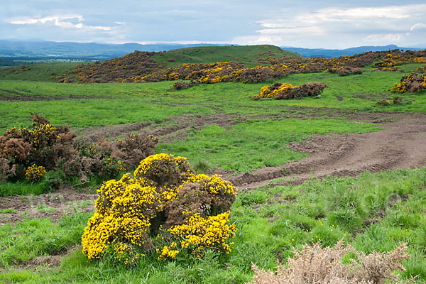 Stechginster (Ulex europaeus)