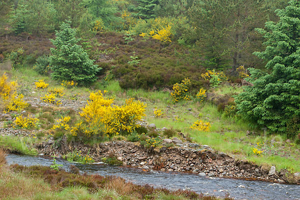 Stechginster (Ulex europaeus)