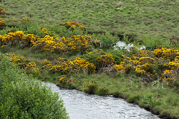 Stechginster (Ulex europaeus)