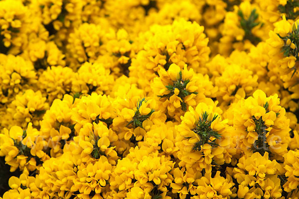 Stechginster (Ulex europaeus)