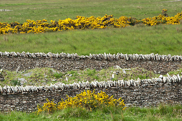 Stechginster (Ulex europaeus)