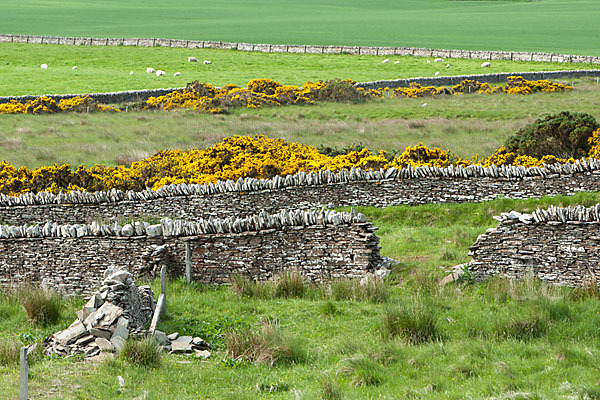 Stechginster (Ulex europaeus)