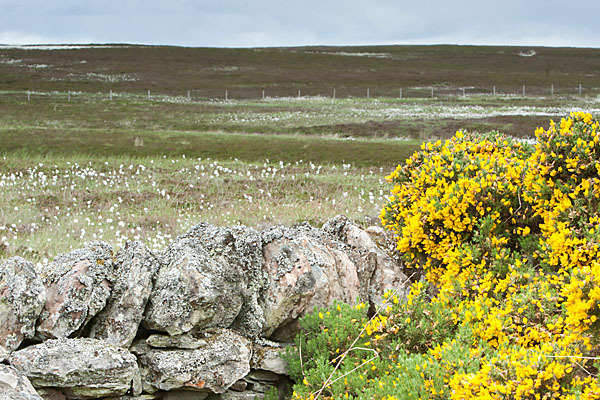 Stechginster (Ulex europaeus)