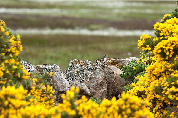 Stechginster (Ulex europaeus)