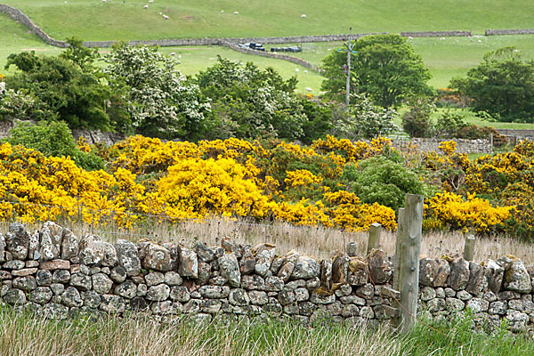 Stechginster (Ulex europaeus)