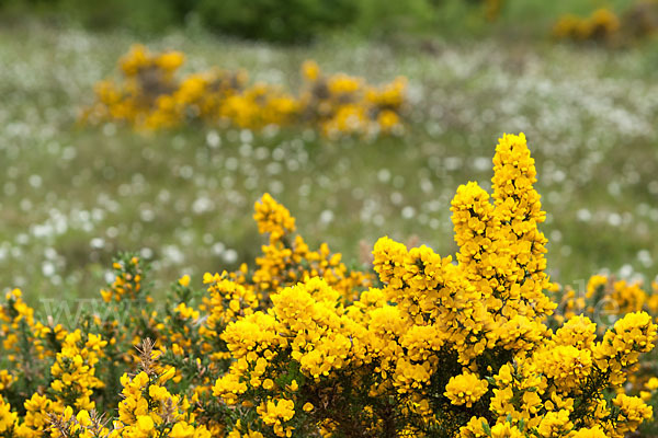 Stechginster (Ulex europaeus)