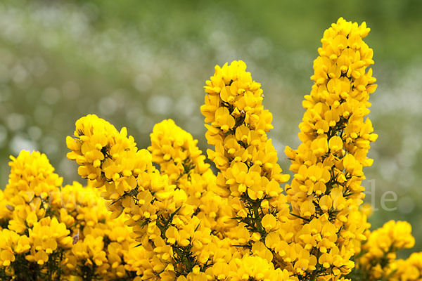 Stechginster (Ulex europaeus)