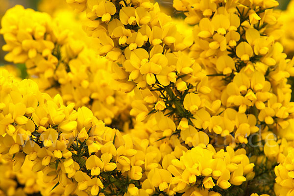 Stechginster (Ulex europaeus)