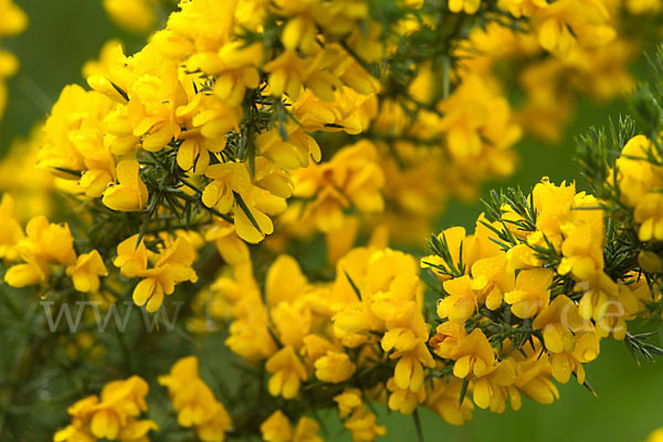 Stechginster (Ulex europaeus)