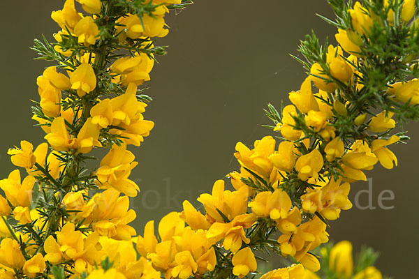 Stechginster (Ulex europaeus)