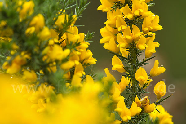 Stechginster (Ulex europaeus)