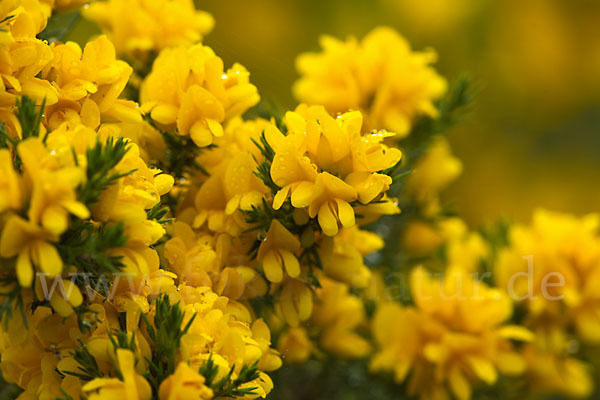 Stechginster (Ulex europaeus)