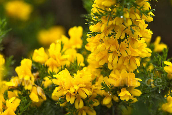 Stechginster (Ulex europaeus)