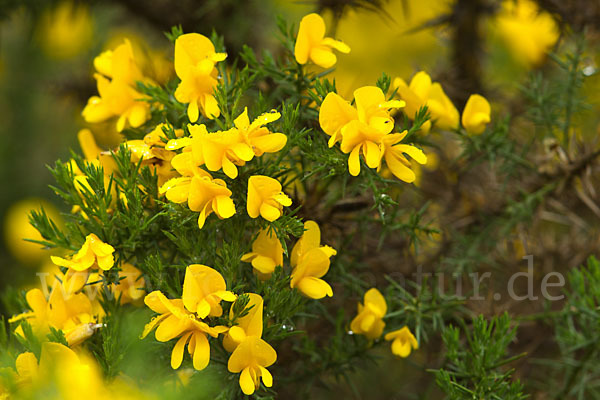 Stechginster (Ulex europaeus)